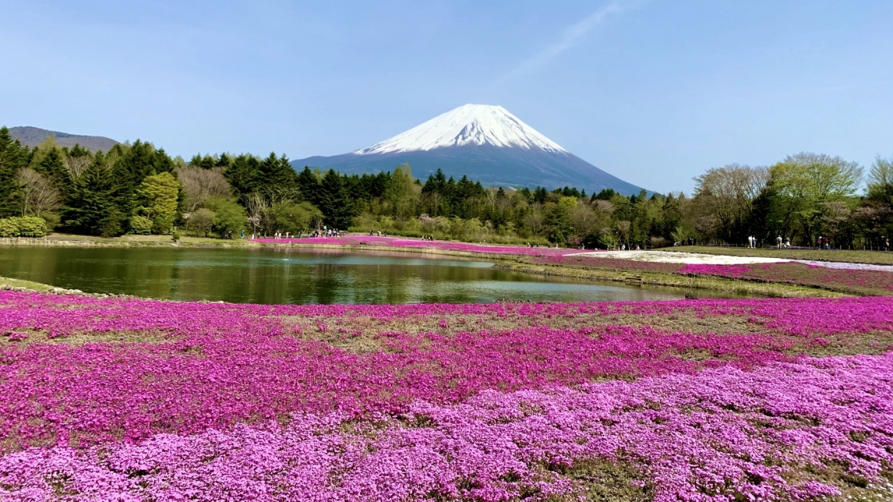 Lake Motosu Moss Phlox