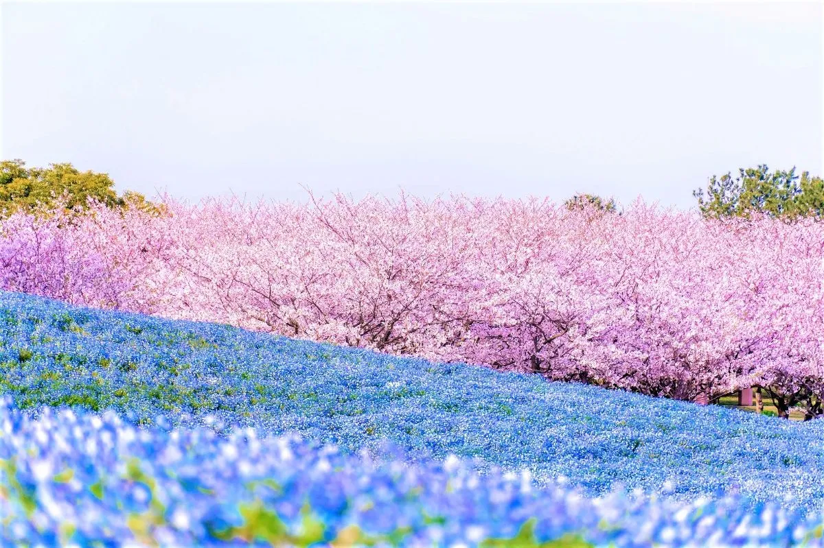 uminonakamichi-seaside-park
