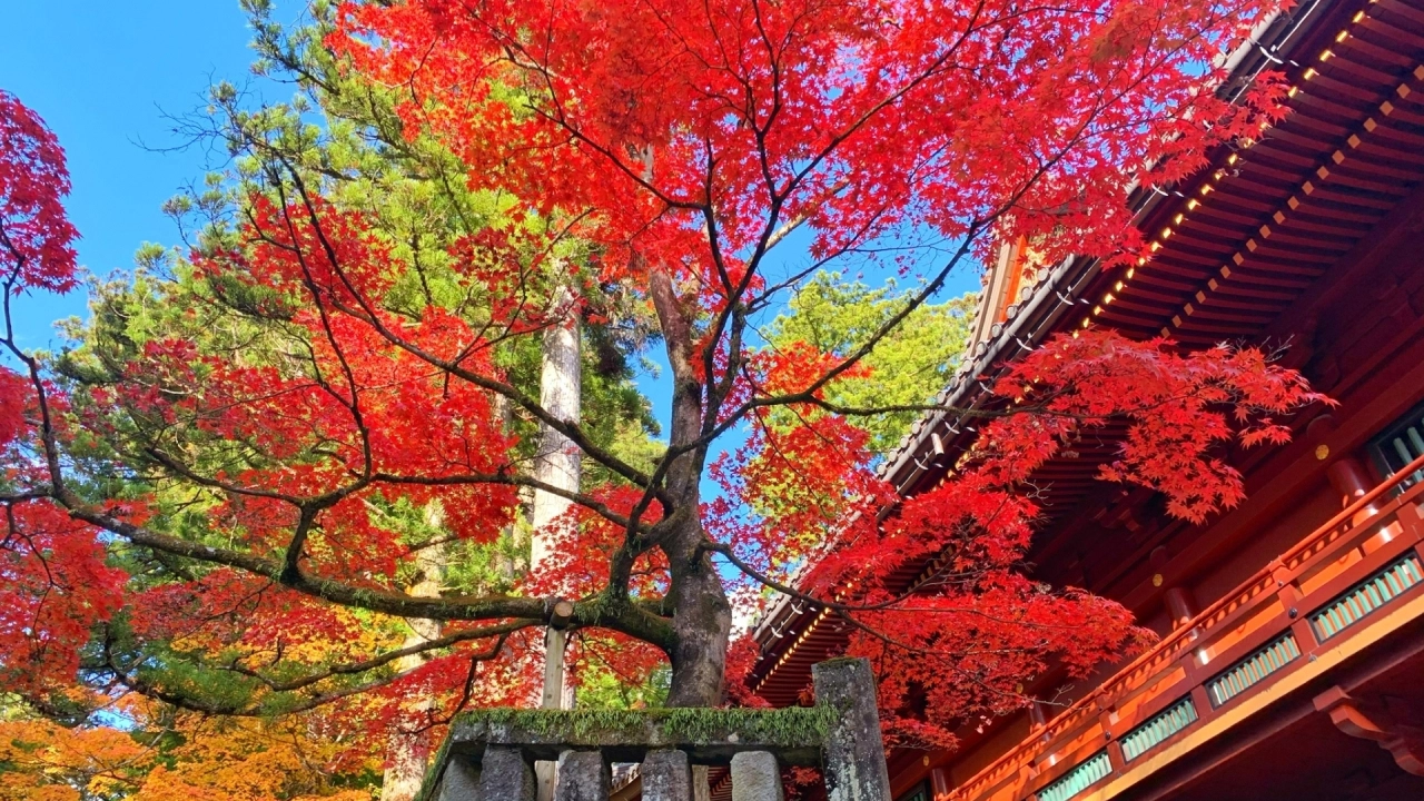
Nikko Toshogu Shrine Autumn leaves
