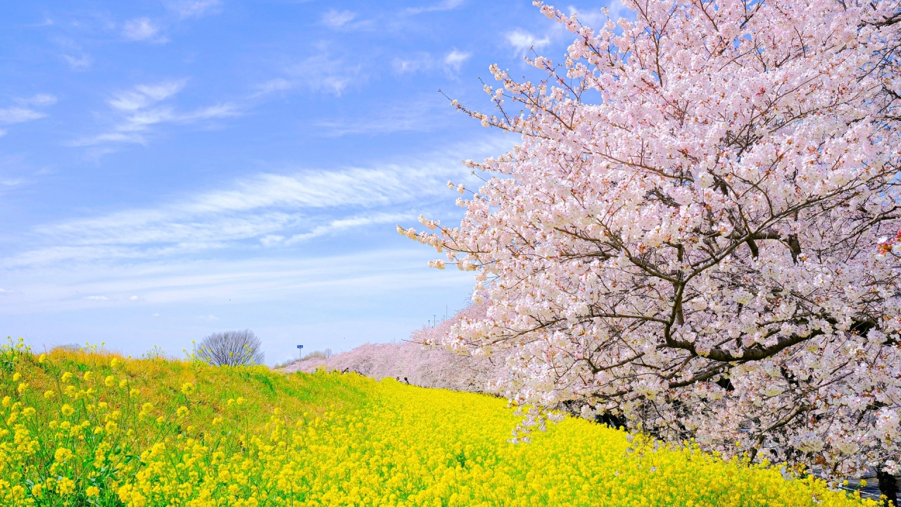 Kumagaya Sakura Zutsumi