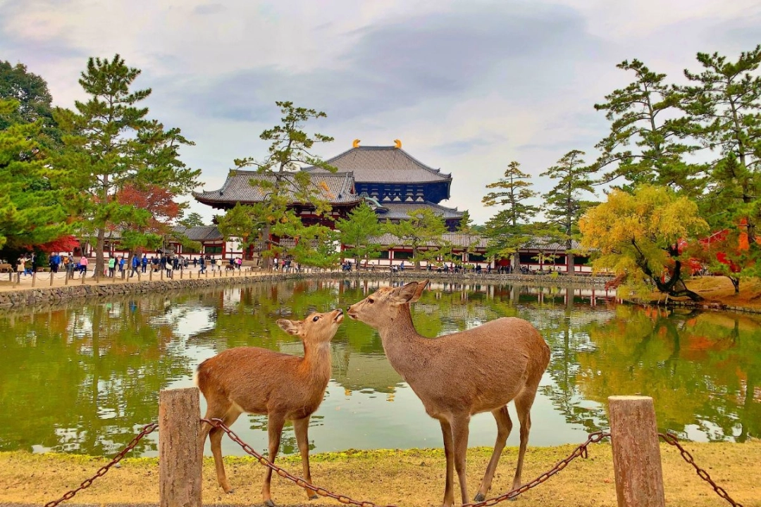 
Nara Park
