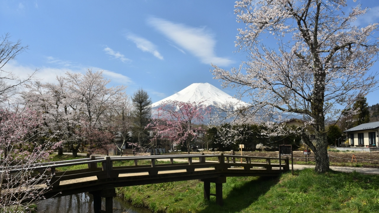 Guide to Spectacular Views: Best Spots for Fuji and Cherry Blossom & Hotels
