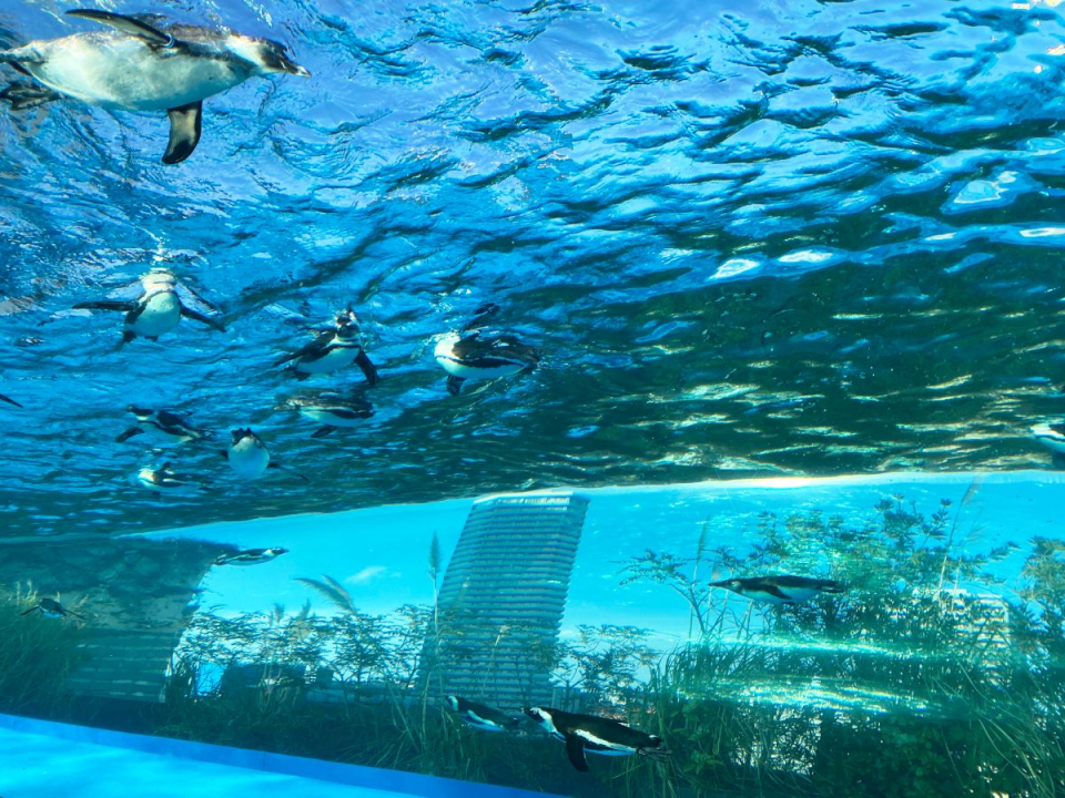 sunshine-aquarium