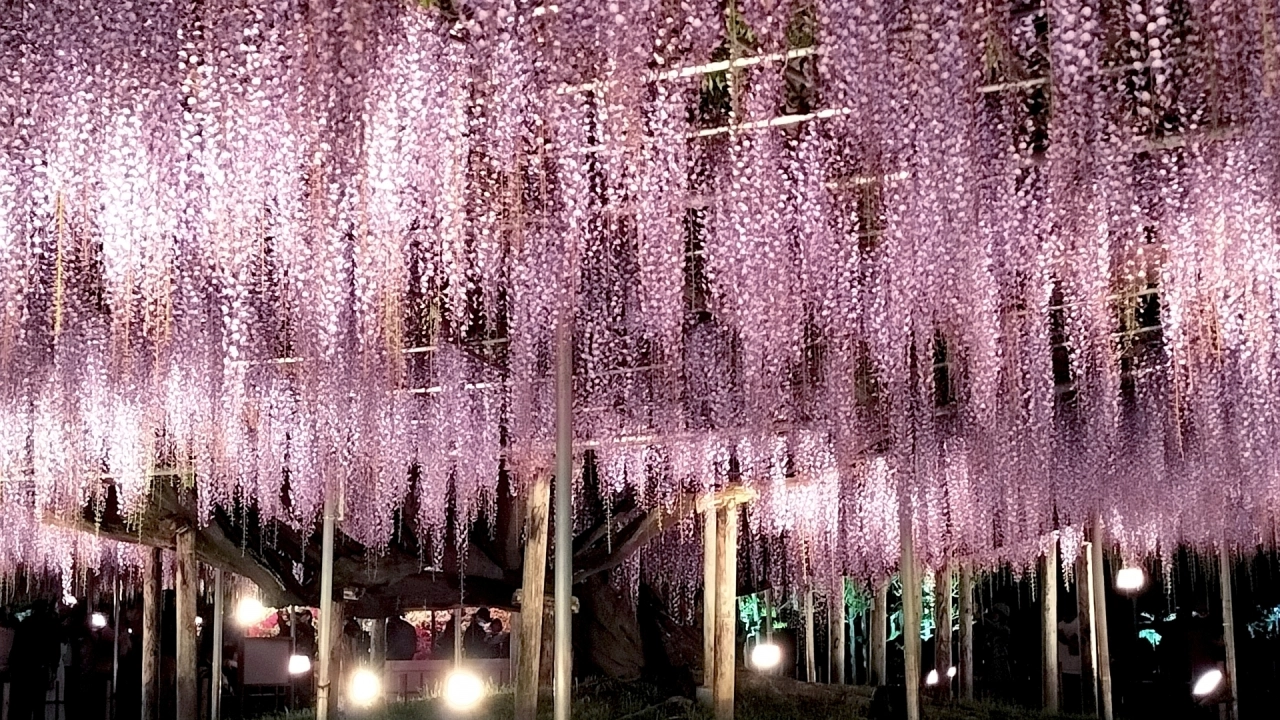 Ashikaga Flower Park wisteria trellis