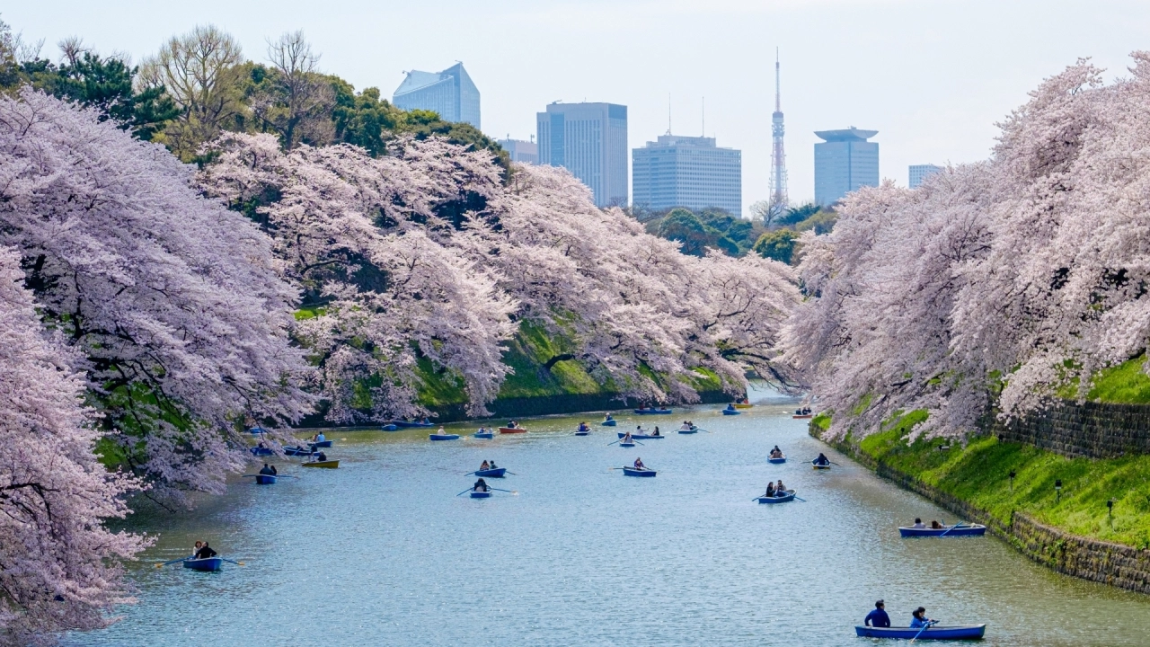 
Chidorigafuchi cherry blossoms
