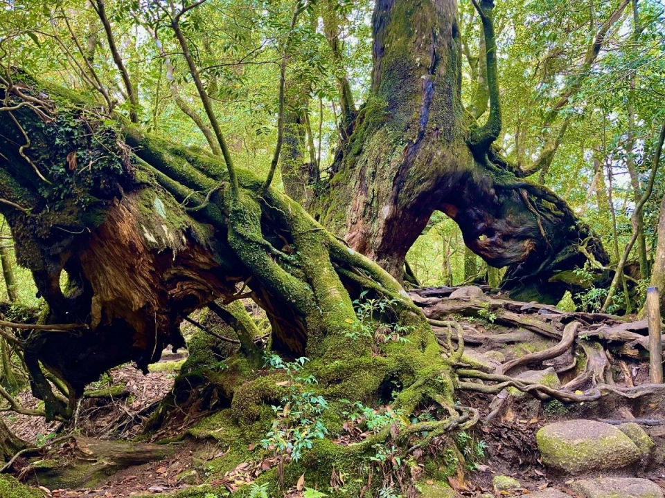 
Yakushima
