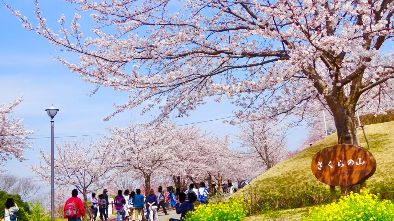 Sakura-no-Yama Park