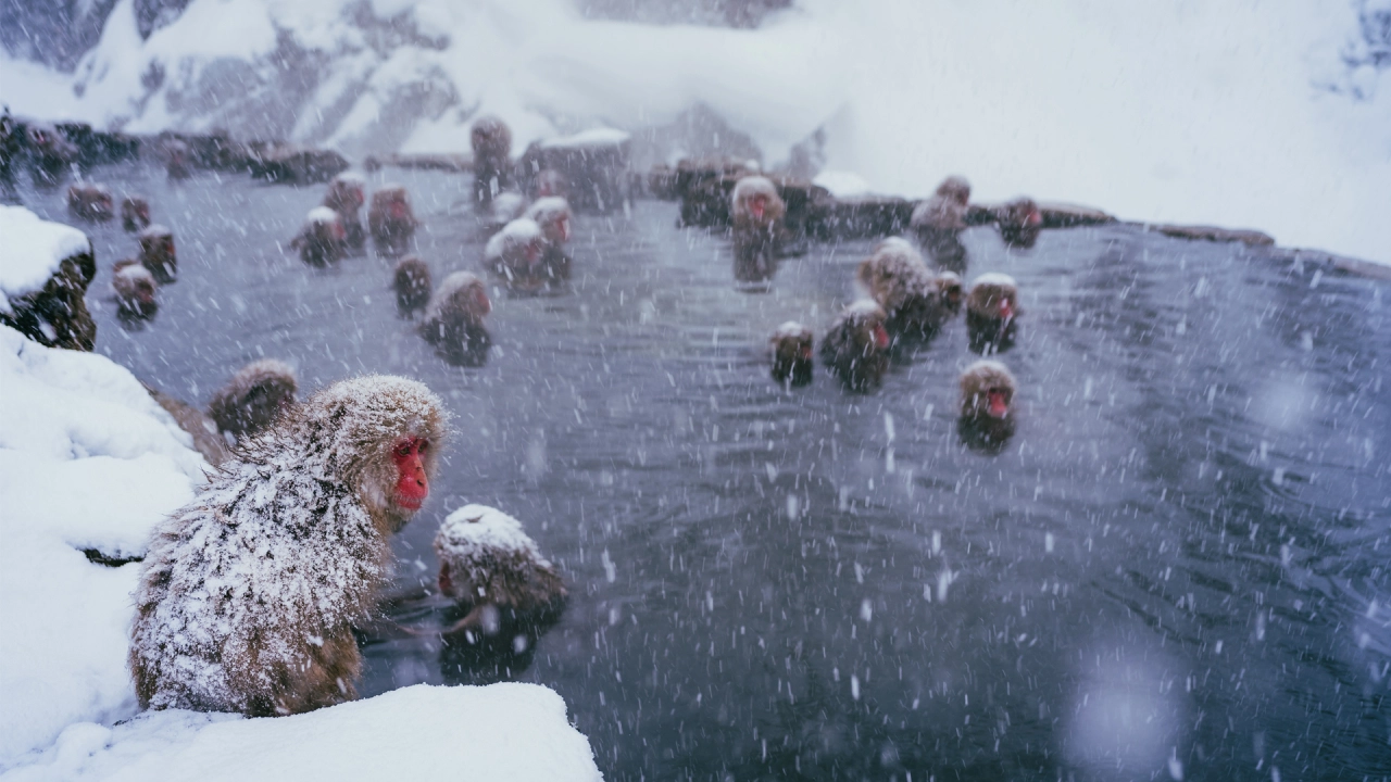 Jigokudani Monkey Park (Nagano Prefecture)