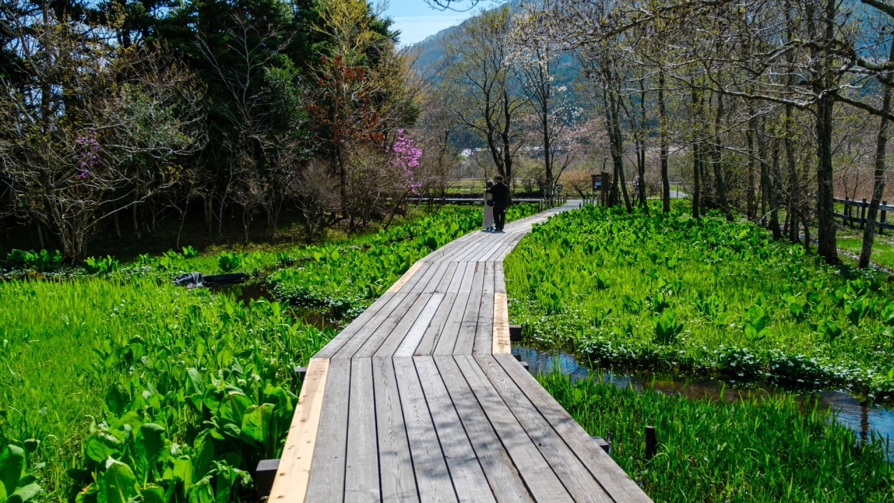 Hakone Botanical Garden of Wetlands