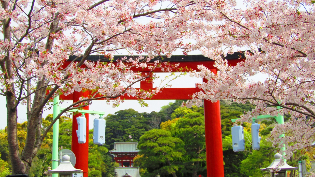 Kamakura (Tsurugaoka Hachimangu Shrine and Dankazura)