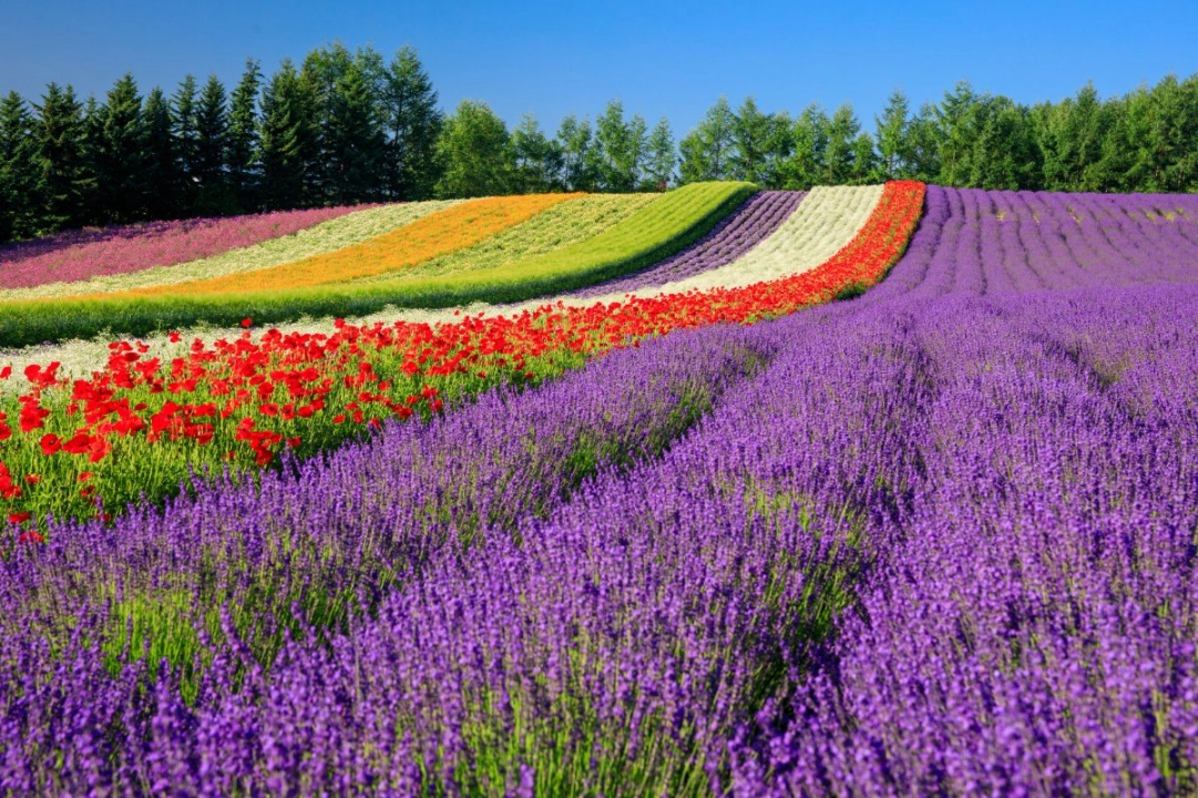 Furano & Biei (Hokkaido)
