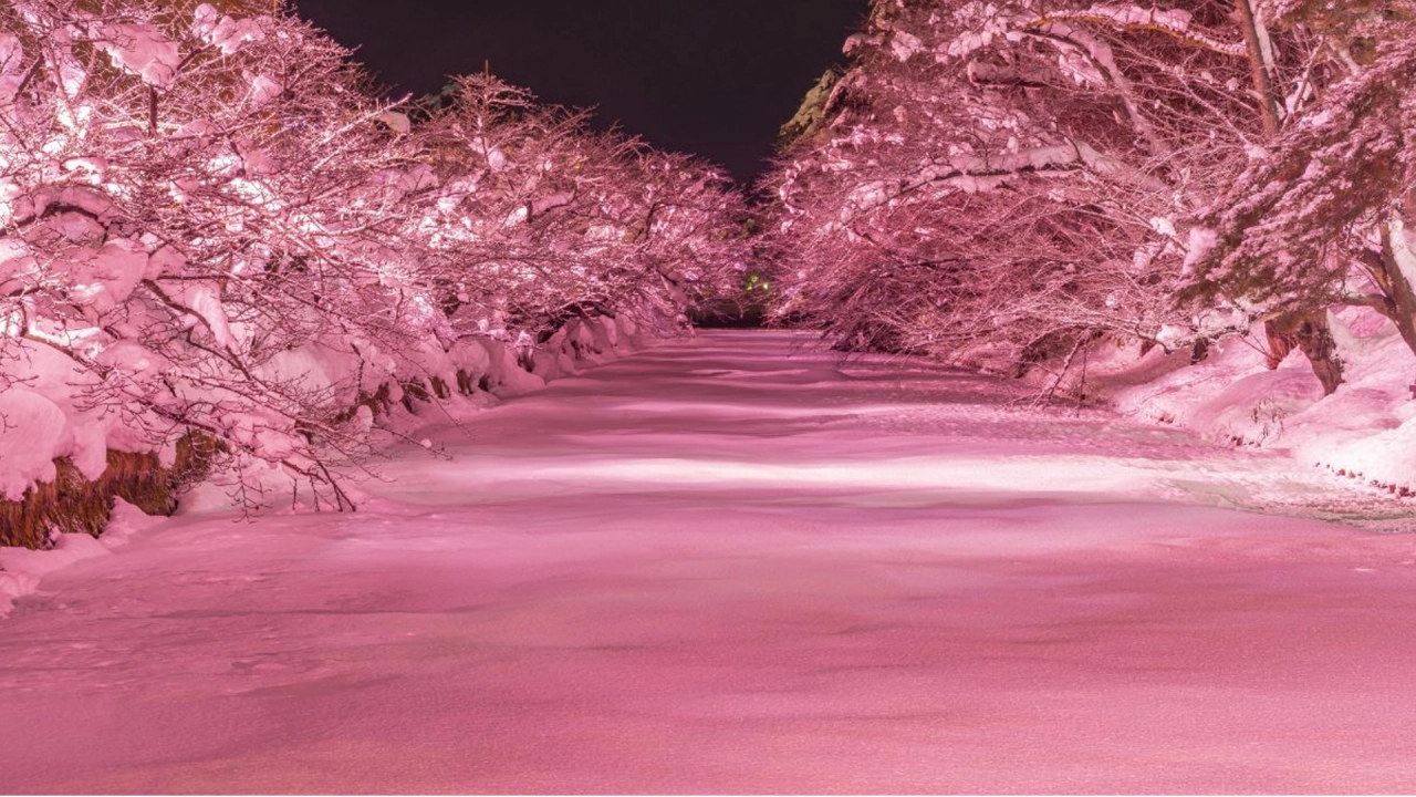 Hirosaki Castle Winter Cherry Blossom Illumination (Hirosaki City, Aomori Prefecture)