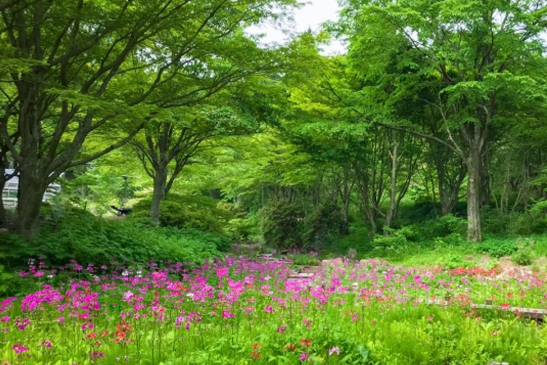 Rokko Alpine Botanical Garden