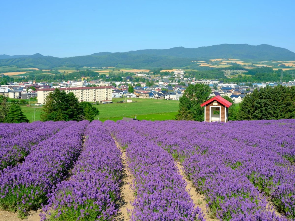 【エリア別】北海道ラベンダーの絶景を巡る旅