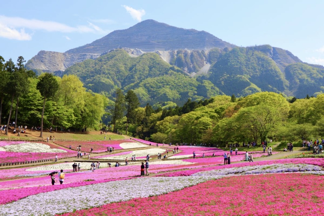 Hitsujiyama Park Shibazakura no Oka