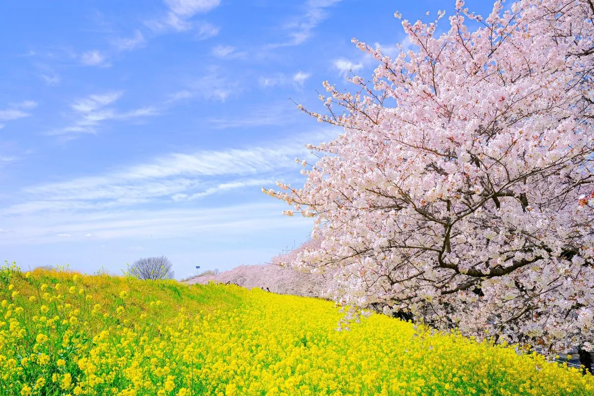 kumagaya sakura tsutsumi