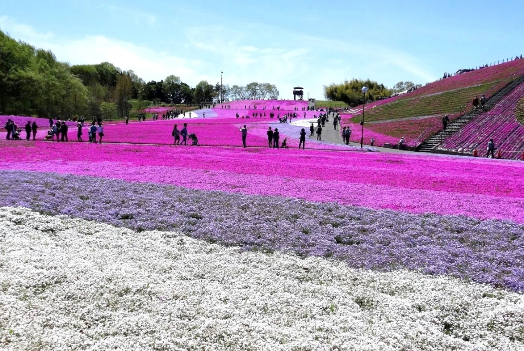 Ishikaimachi Shibazakura Park