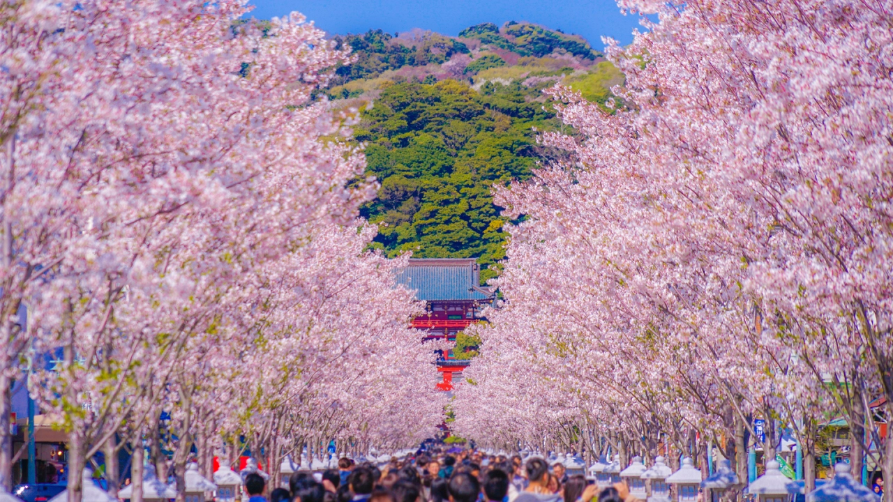 Kamakura (Tsurugaoka Hachimangu Shrine and Dankazura)