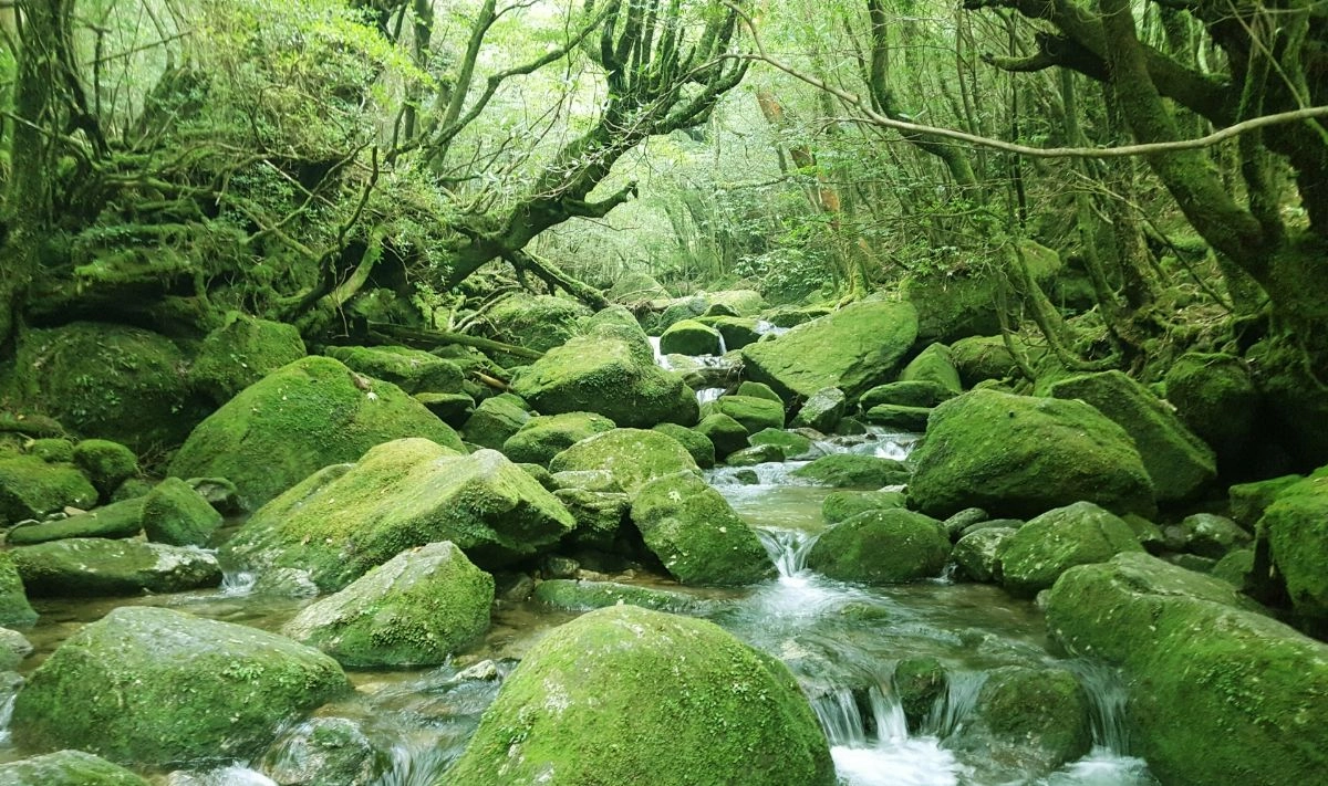 
Shiratani Unsuikyo Gorge
