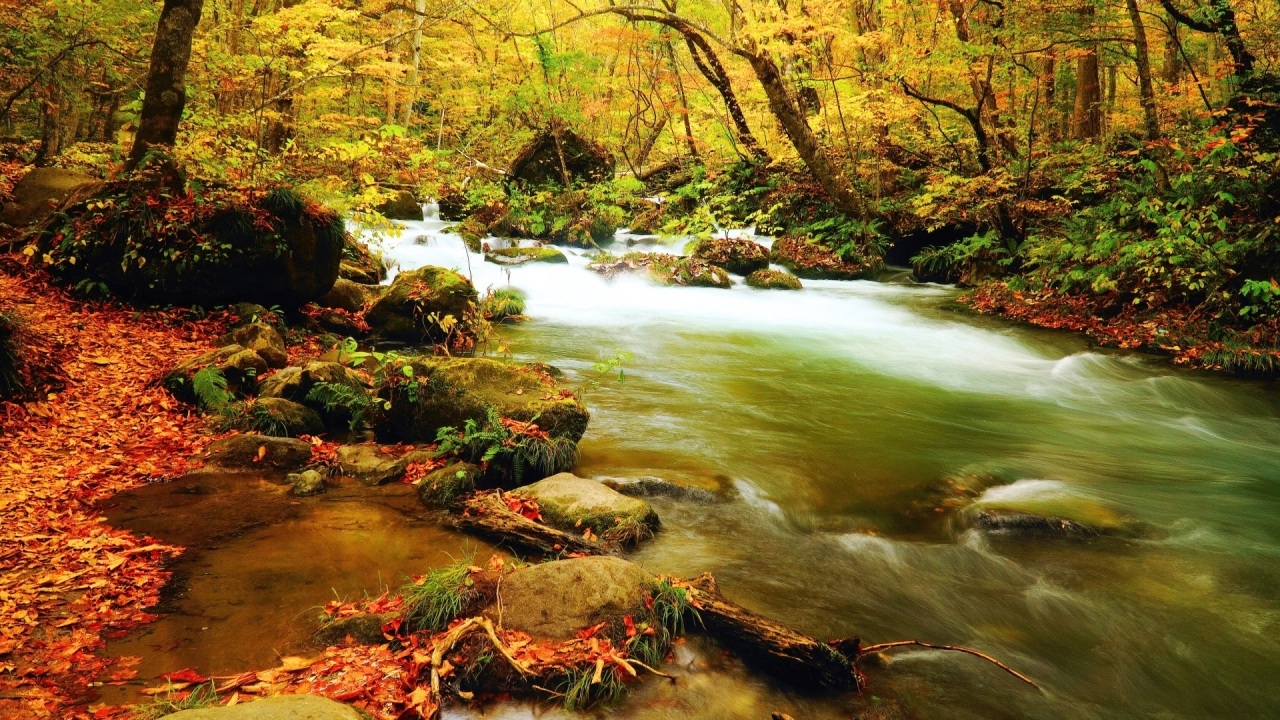 
Oirase Stream  Autumn leaves
