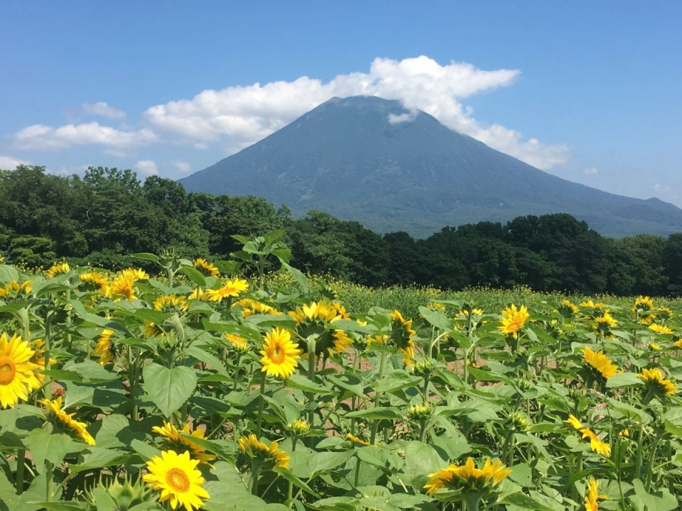 Mt. Yotei in summer