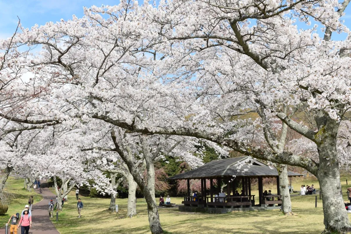 sakura no sato