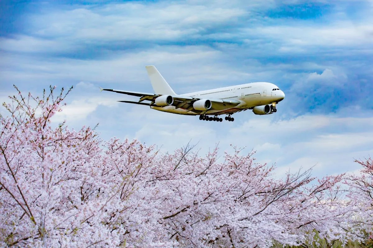 narita city sakura no yama
