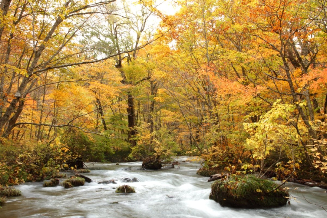 
Oirase Gorge
