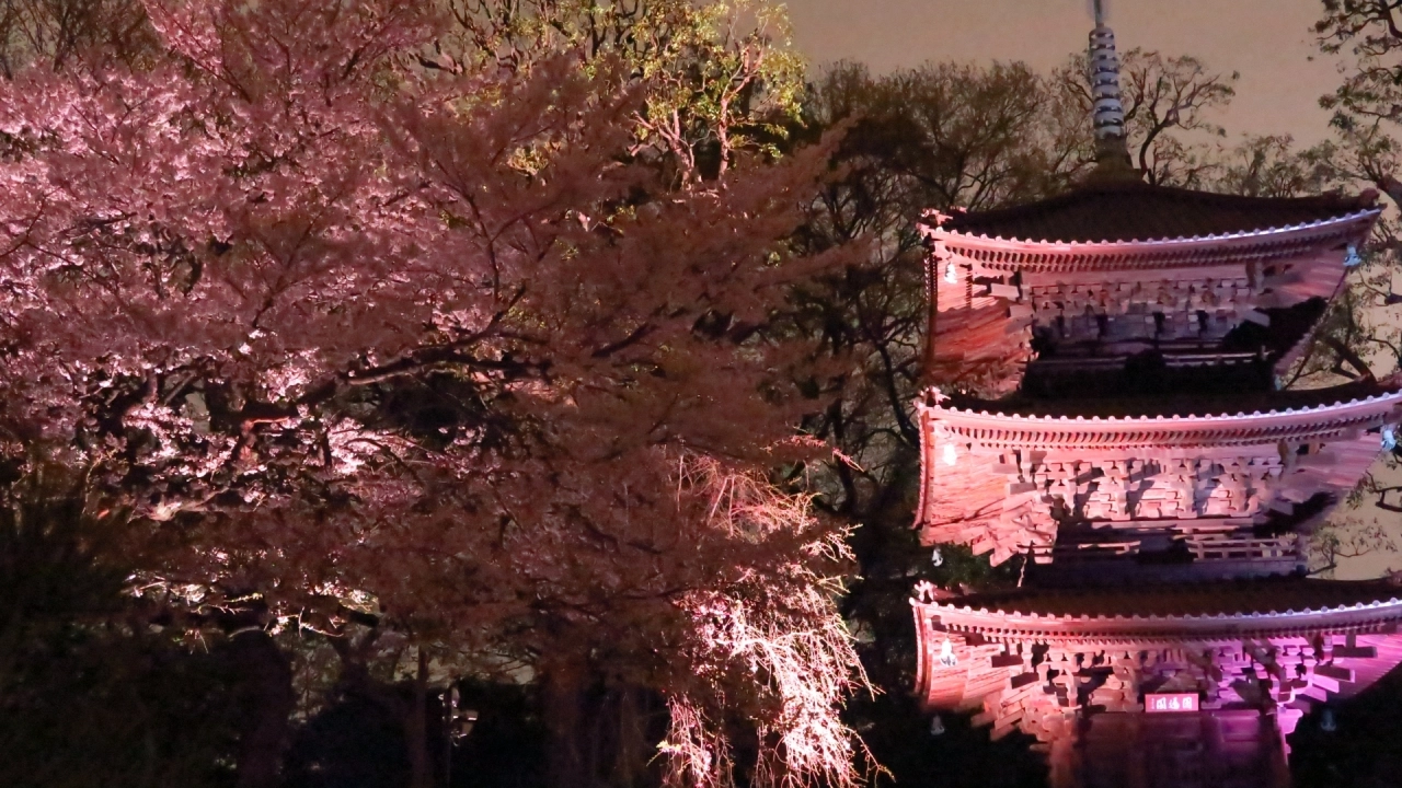 5 Best Tokyo Hotels for Cherry Blossoms & Luxury Sakura Views