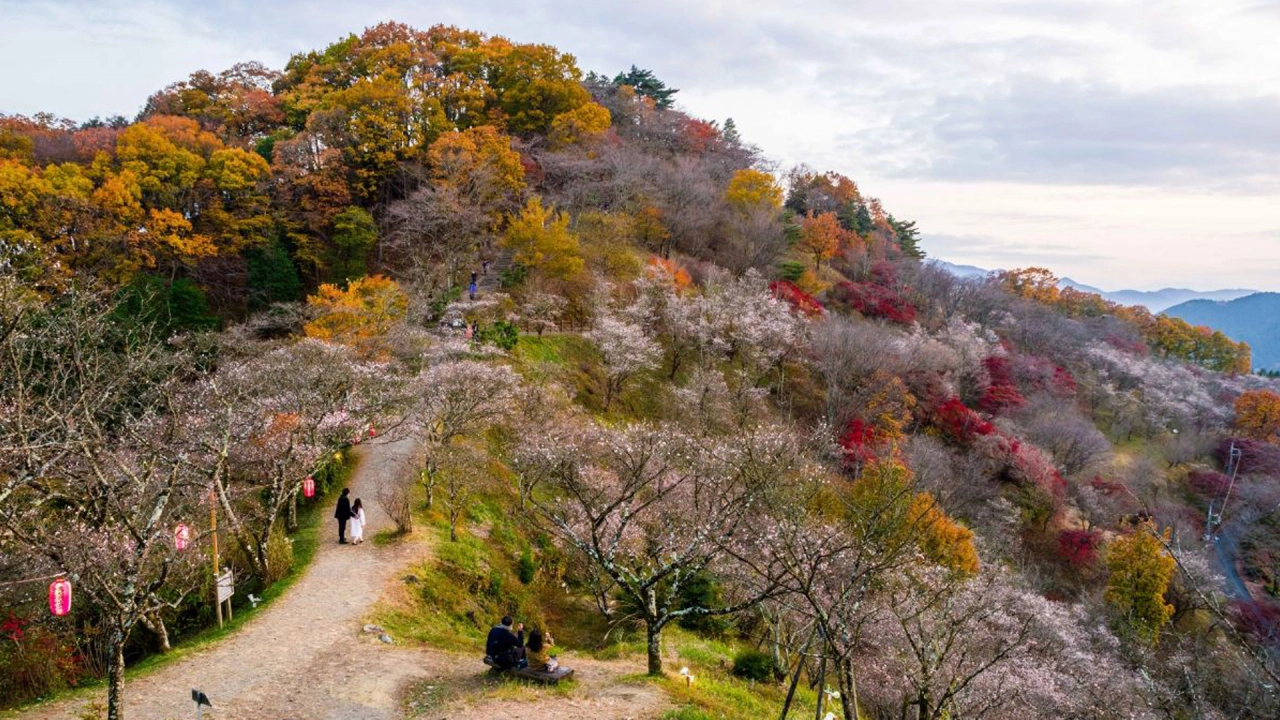 Sakurayama Park (Fujioka City, Gunma Prefecture)