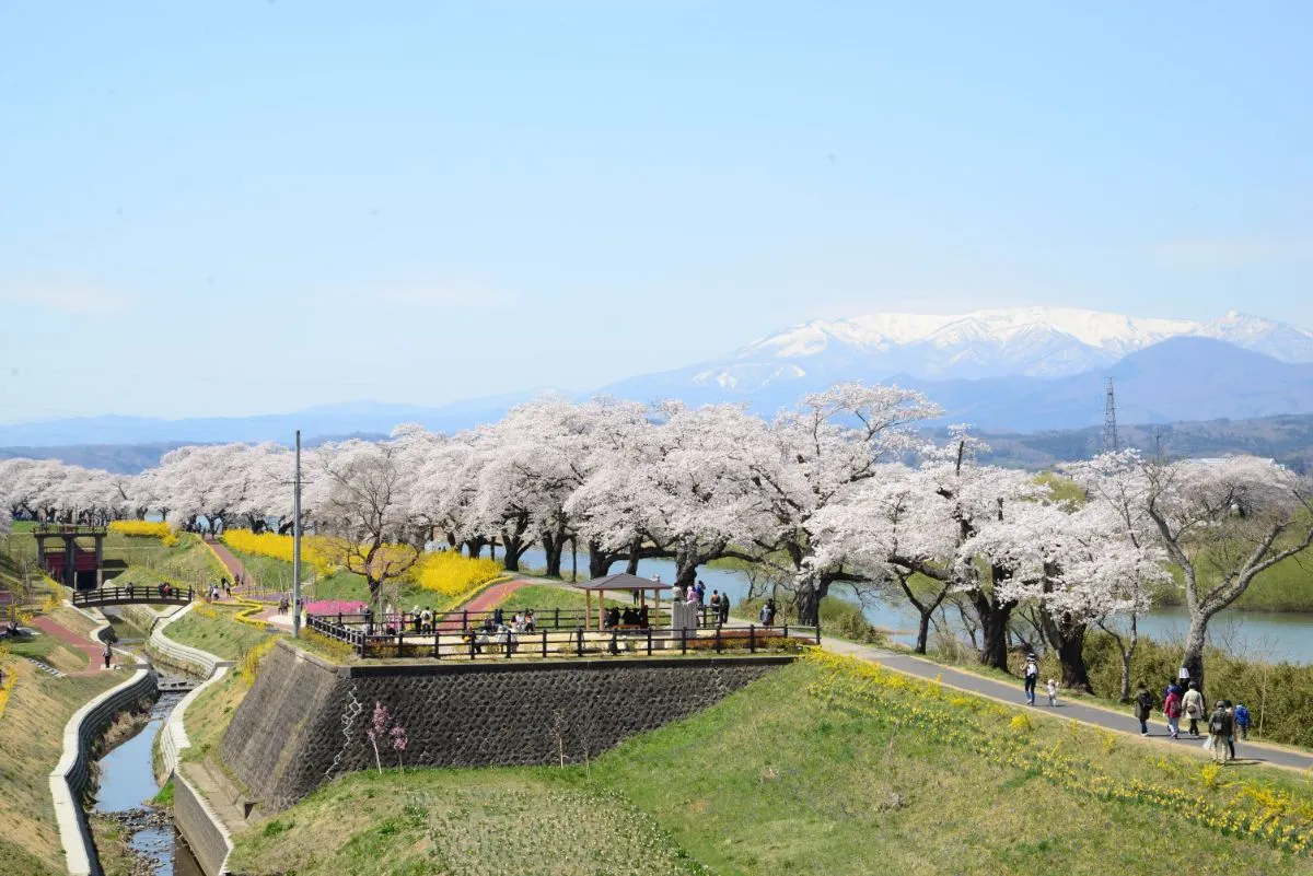 
shiroishi river bank hitome senbonzakura