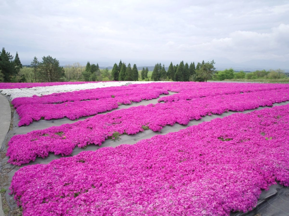 Kuju Flower Park