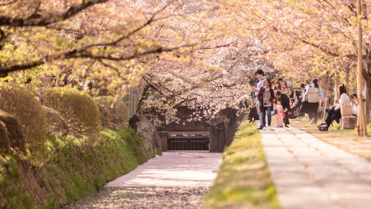 Best Place to Stay for Cherry Blossom: Tokyo Views & Kyoto Balconies