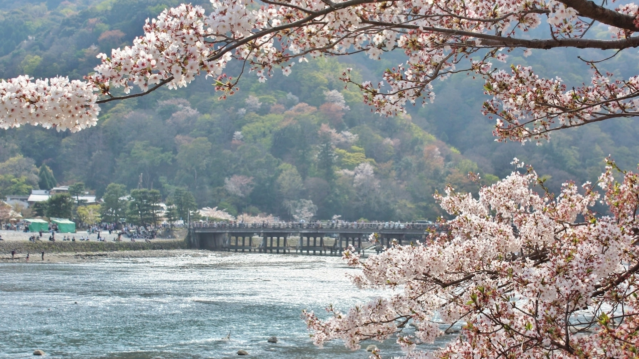 
Togetsukyo Bridge and cherry blossoms
