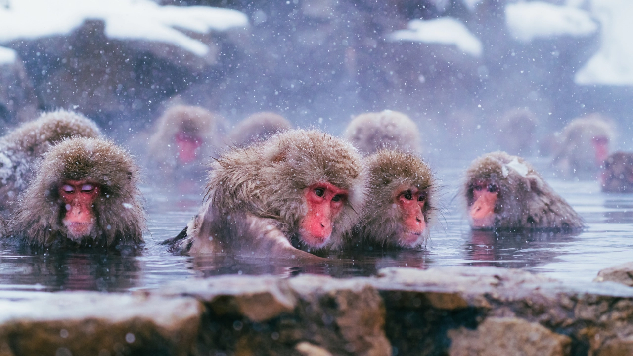 Jigokudani Monkey Park (Nagano Prefecture)