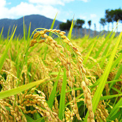 湯沢・苗場|口コミで人気のホテル・旅館!
