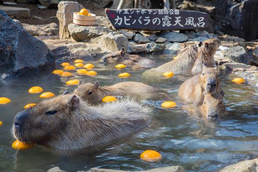 伊東温泉|口コミで人気のホテル・旅館!
