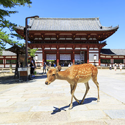 奈良県|口コミで人気のホテル・旅館!